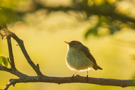 Close-up of a common chiffchaff bird Phylloscopus collybita, singing on a beautiful summer evening with soft backlight on a green vibrant background.の写真素材