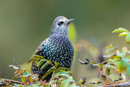 Common starling bird Sturnus vulgaris eating berries fruit during Autumn seasonの写真素材