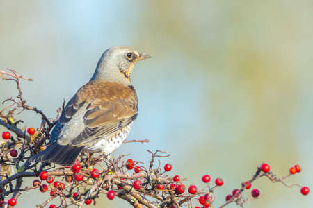 A fieldfare, Turdus pilaris, bird eating berries on a hawthorn bush during Autumn season.の写真素材