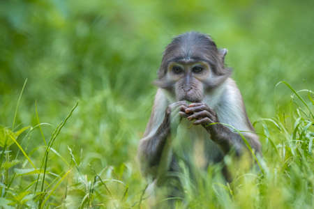 White-naped mangabey, Cercocebus atys lunulatus, eating leaves while sitting in grassの写真素材