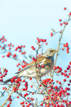 A fieldfare, Turdus pilaris, bird eating berries on a hawthorn bush during Autumn season.の写真素材