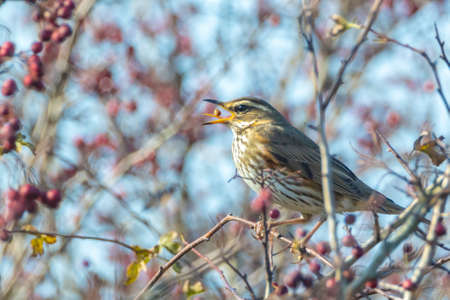 A redwing bird, Turdus iliacu, eating berries from a bush during Autumn seasonの写真素材