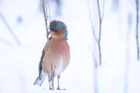 Closeup of a male chaffinch, Fringilla coelebs, foraging in snow, beautiful cold Winter settingの写真素材