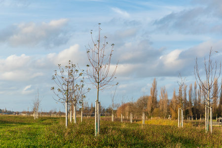 Planting young trees to grow a new forest in a new nature landscape called de Nieuwe Driemanspolder, the Netherlandsの写真素材