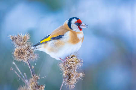 European goldfinch bird, Carduelis carduelis, perched, eating and feeding seeds in snow during Winter seasonの写真素材