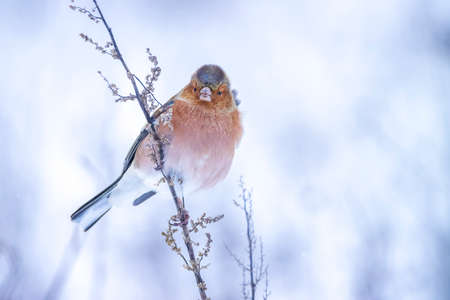 Closeup of a male chaffinch, Fringilla coelebs, foraging in snow, beautiful cold Winter settingの写真素材