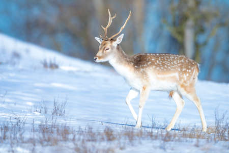 Fallow deer stag Dama Dama foraging in Winter forest snow and ice, selective focus is used.の写真素材
