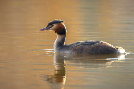 Portrait closeup of a great crested grebe, Podiceps cristatus swimming on the water surface on a...