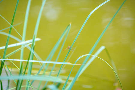 Close-up of a ruddy darter Sympetrum sanguineum resting in sunlight in a meadow.