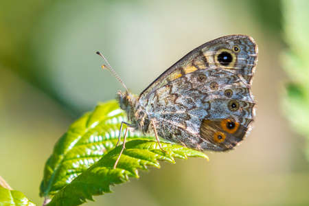Wall Brown butterfly Lasiommata megera feeding on yellow flowers in a meadow.