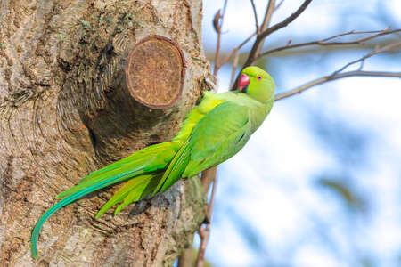Rose-ringed parakeet, Psittacula krameri, also known as the ring-necked parakeet wakes up in the...