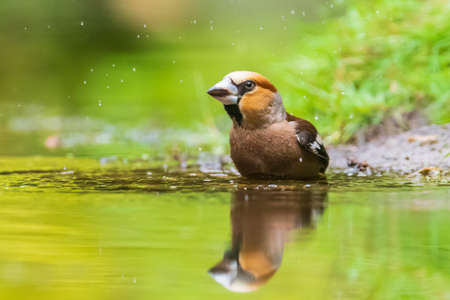 Closeup of a wet hawfinch; Coccothraustes coccothraustes washing, preening and cleaning in water. Selective focus and low poit of viewの写真素材