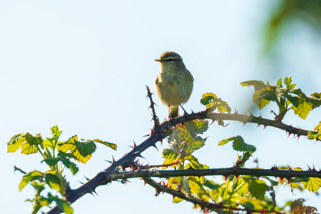 Close-up of a Willow warbler bird, Phylloscopus trochilus, singing on a beautiful summer evening with soft backlight on a green vibrant background.の写真素材