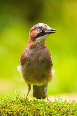Eurasian jay Garrulus glandarius searching the forest floor for insects to feed. bright sunlight, vibrant colors, selective focus.の写真素材