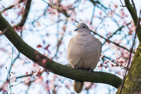 Closeup of a Eurasian collared dove (Streptopelia decaocto) bird, perched and nesting in a tree with pink blossom flowersの写真素材