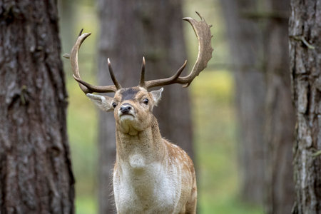 Fallow deer Dama Dama male stag during rutting season. The Autumn sunlight and nature colors are clearly visible on the background.の写真素材