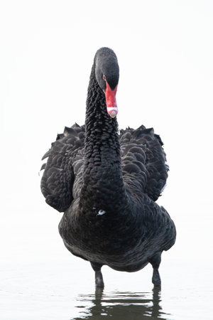 Black swan, Cygnus atratus, posing and preening, swimming on the water surface. High key technique used.の写真素材