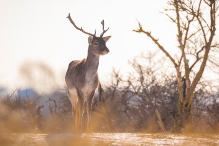 Fallow deer stag Dama Dama foraging in Winter forest snow and ice, selective focus is used.の写真素材