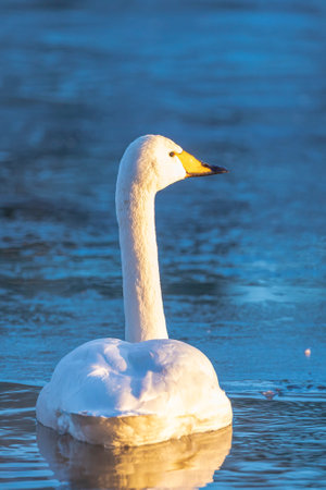 Closeup of a whooper swan, Cygnus cygnus, standing on ice. Rare visitor in the Netherlands.の写真素材