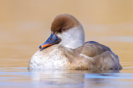 Female red-crested pochard Netta rufina waterfowl swimming in a pond. Colorful and sunny day, low point of view.の写真素材