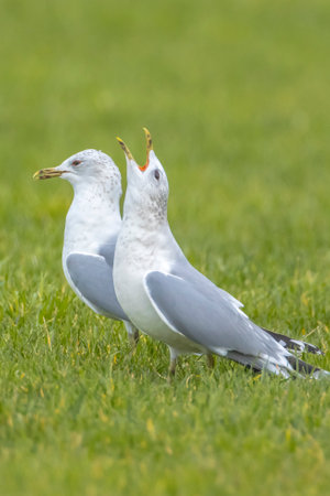 The common gull, mew gull or sea mew, Larus canus in flightの写真素材