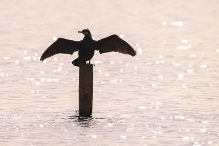 Black cormorant, Phalacrocorax carbo, lets its wings dry in the sun. This is characteristic behavior for a cormorant.の写真素材