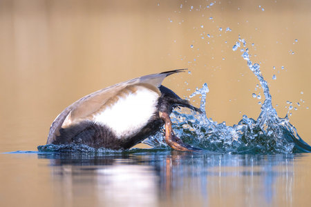 Male red-crested pochard Netta rufina waterfowl foraging in water. Colorful and sunny day, low point of view.の写真素材
