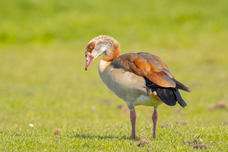 Egyptian geese, Alopochen aegyptiacus, on a meadow. They are native to Africa south of the Sahara and the Nile Valleyの写真素材