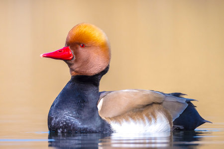Male red-crested pochard Netta rufina waterfowl foraging in water. Colorful and sunny day, low point of view.の写真素材