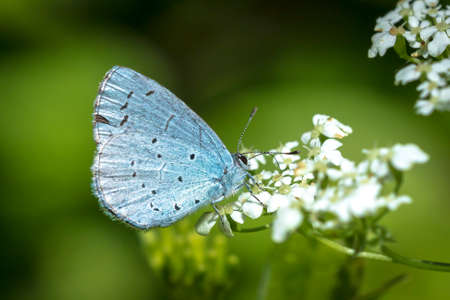 A holly blue butterfly Celastrina argiolus feeding. The holly blue has pale silver-blue wings...