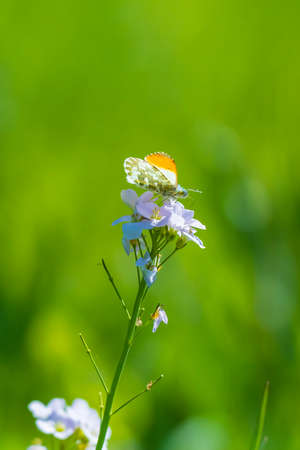 Anthocharis cardamines Orange tip male butterfly resting in sunlight top view with wings opened.の写真素材