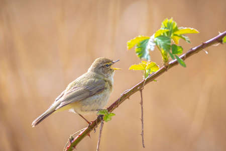 Close-up of a common chiffchaff bird Phylloscopus collybita, singing on a beautiful summer evening with soft backlight on a green vibrant background.の写真素材
