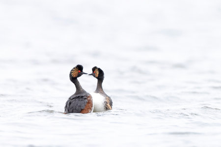 Closeup of a black-necked grebe couple, podiceps nigricollis, in summer plumage courtship dance...