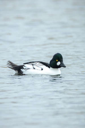 Portrait closeup of a common goldeneye male Bucephala clangula swimming on the water surface on a lake.の写真素材