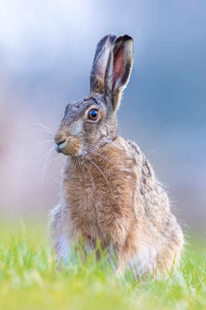 Closeup of a wild European hare, lepus europaeus, sitting in grass during Springtime