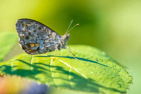 Wall Brown butterfly Lasiommata megera feeding on yellow flowers in a meadow.