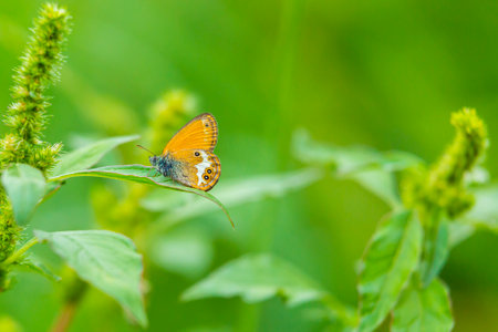 Side view closeup of a Pearly heath butterfly, Coenonympha arcania, resting in grass. Selective...
