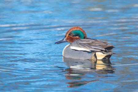 A male mallard dabling duck, Anas platyrhynchos, swimming towards the camera.の写真素材