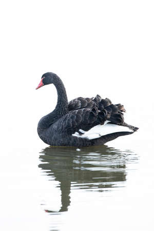 Black swan, Cygnus atratus, posing and preening, swimming on the water surface. High key technique used.の写真素材