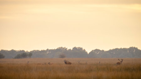 Young Red deer male stag, cervus elaphus, with big antlers chasing does or hinds during rutting season. National park de Hoge Veluwe, the Netherlands Europe.の写真素材