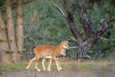 Mouflon (Ovis gmelini) foraging in a forestの写真素材