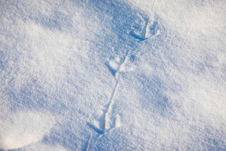 Animal footprints in snow, cold winter hunting concept.の写真素材