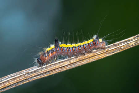Closeup of a caterpillar of a gray dagger, Acronicta psi, moth crawling and eating in forest