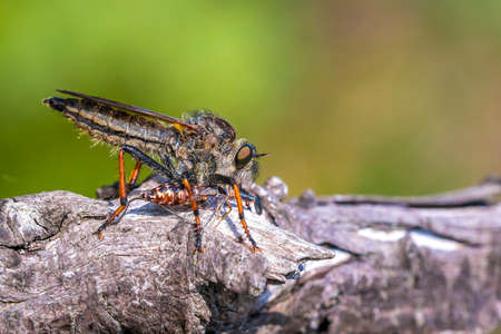 Detail closeup of a Pamponerus germanicus, robber fly insect hunting and resting in a meadowの写真素材