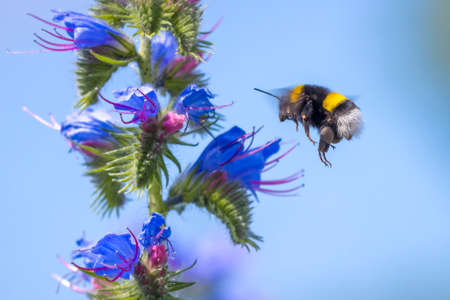 Closeup of a Bombus terrestris, the buff-tailed bumblebee or large earth bumblebee, feeding nectar of pink flowersの写真素材