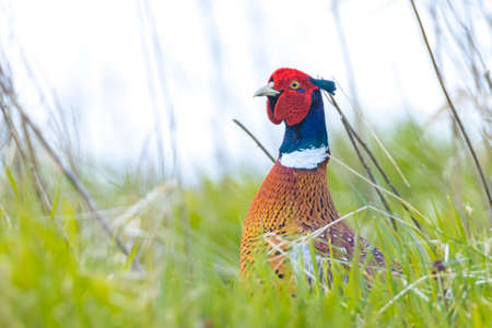 Male pheasant Phasianus colchicus walking through a grass field in search for food.の写真素材