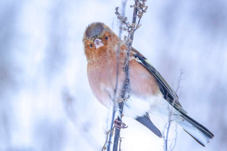 Closeup of a male chaffinch, Fringilla coelebs, foraging in snow, beautiful cold Winter settingの写真素材