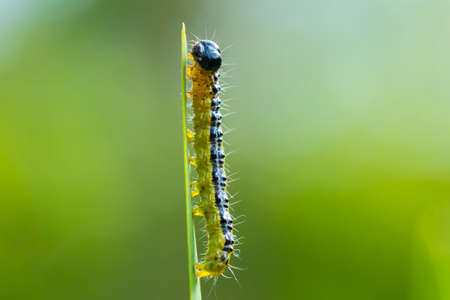 Closeup of a Box tree moth caterpillar, Cydalima perspectalis, feeding on leaves. An invasive species in Europe and has been ranked the top garden pest.の写真素材