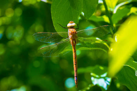 Close up of a green-eyed hawker dragonfly, Aeshna isoceles, resting in already. This is one of only...