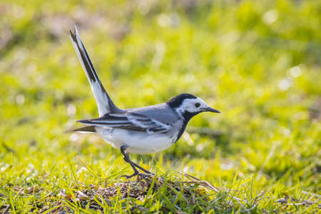 Closeup of a White Wagtail, Motacilla alba, A bird with white, gray and black feathers. The White Wagtail is the national bird of Latviaの写真素材